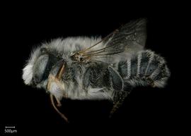   Megachile sublauritanbsp; male lateral habitus, photo: Shaun Heller 
